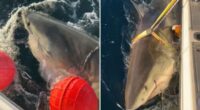 Largest male white shark 'Contenderâs latest ping offers insight into how shark behaves